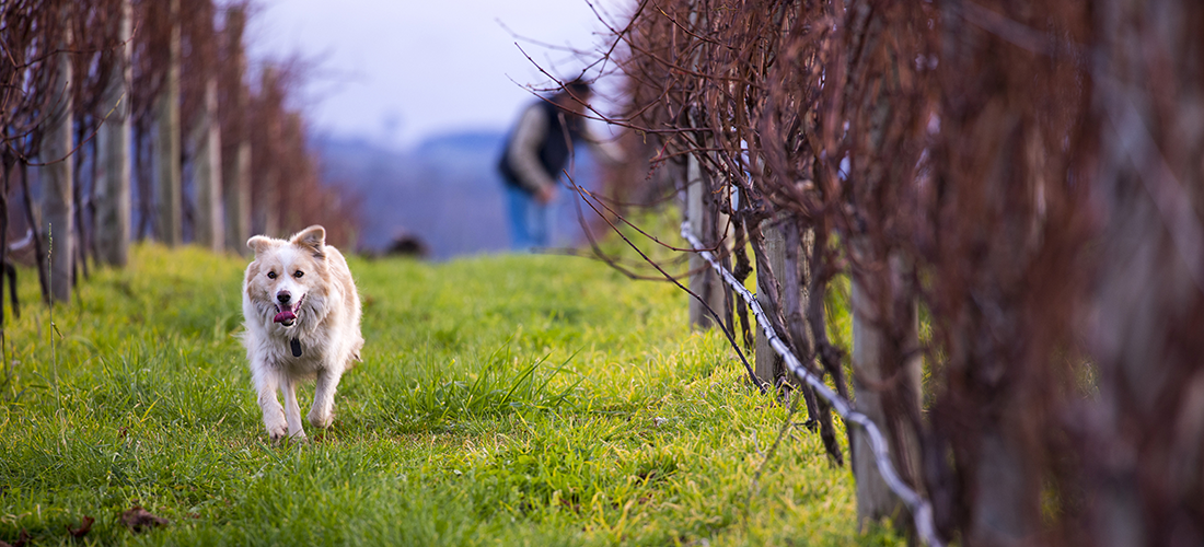 Winery dog at Bangor